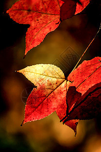 秋天的红树叶晴天宽慰蓝色橙子白色红色季节阳光植物学枝条图片
