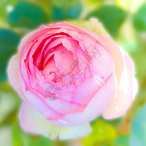 在花园中美丽的粉红色玫瑰粉色团体花瓣花朵花束图片