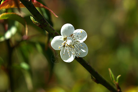 中国梅花在公园盛开的花朵蓝色木头李子白色植物图片