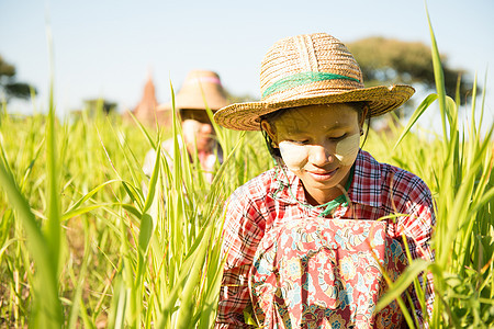 传统缅甸女农民在农场工作; 在图片