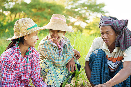 传统的缅甸农民女性栽培村庄稻田收成微笑农场女孩们劳动者植物图片