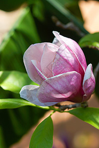 粉红色木兰花花季节玉兰宏观天空植物学环境花枝花园生长公园图片