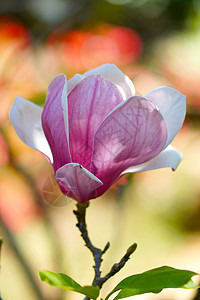 粉红色木兰花花生长花枝环境公园框架植物学快乐花朵季节玉兰图片