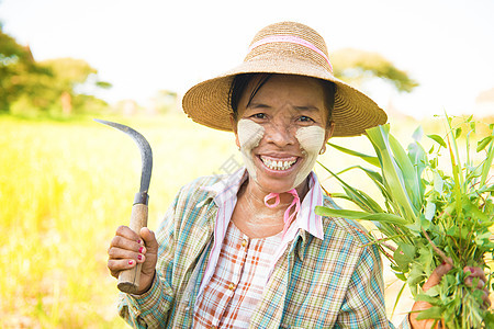 传统成熟的缅甸女农人场地稻草农村种植园乡村国家劳动者村庄经济女士图片