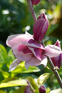 粉红色木兰花花季节生长植物快乐宏观花枝花朵花园天空公园图片