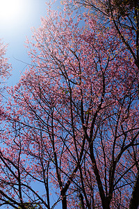 粉蓝色粉红花喜马拉雅山樱桃仙女花瓣蓝色北花痤疮红斑樱花季节天空木头植物背景