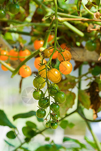 黄樱樱桃西红柿花园季节性树叶栽培衬套红色收成食物绿色蔬菜图片