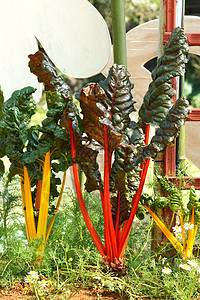 Mangold 或 瑞士硬纸 Rainbow工作室蔬菜彩虹绿色植物红色团体摄影红宝石大黄图片