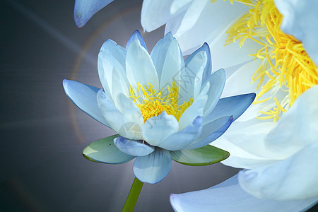 蓝水百合花瓣池塘植物学叶子冥想花园植物群热带情调装饰品图片