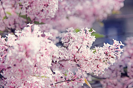 丁香花植物群叶子花园花瓣衬套粉色图片