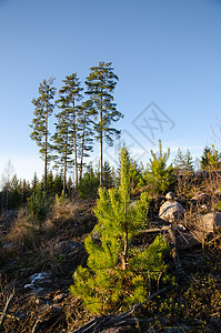松树植物资源营林种植园树干木头生长工业绿色森林产品图片