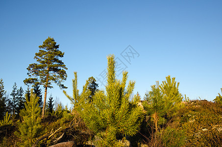 松树植物种植园记录气候资源营林绿色环境工业木头林业图片