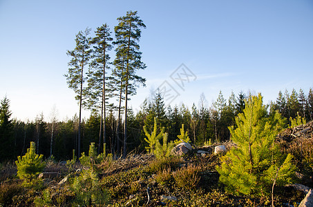以松树树木植物为森林再生图片