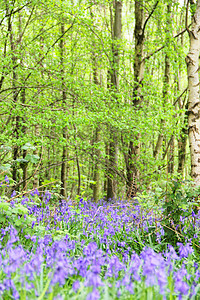 风铃草春林中的蓝铃花蓝色风铃农村荒野风景阔叶林地地毯野花树木背景