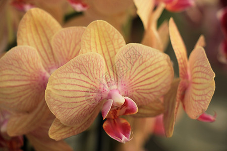 花兰花植物群植物花朵白色花瓣兰花绿色情调热带异国图片