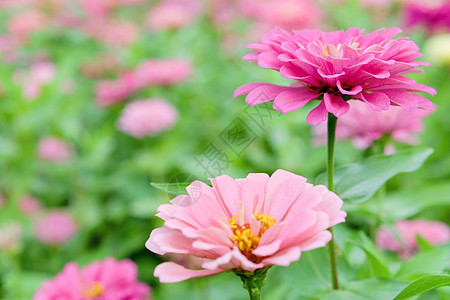 花园里的粉色花朵植物活力植物学花瓣园艺风景雏菊草地大丽花野花图片