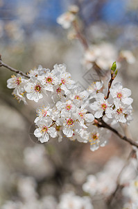 无标题樱花植物季节生长脆弱性宏观活力生活叶子环境图片