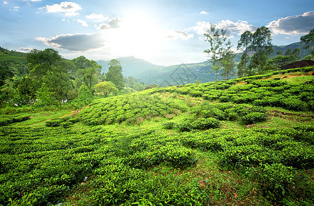 山里的茶田图片