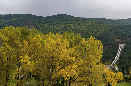 秋天KokalianeKokaliane衬套黄色灌木天空森林树木绿色小路金子水管图片