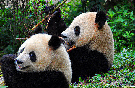 成都的熊猫图片