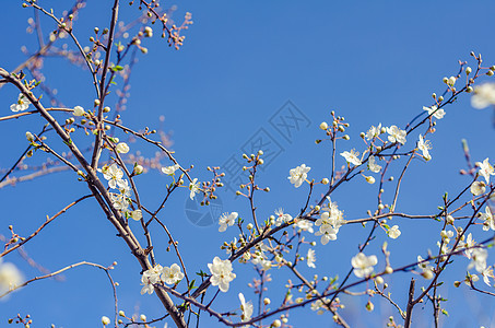 春日盛开鲜花 美丽的花朵生活叶子场景环境天空阳光植物花瓣点燃季节图片
