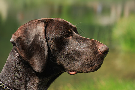 德国短头发指针棕色短毛白色宠物动物犬类猎狗男性毛皮短发图片