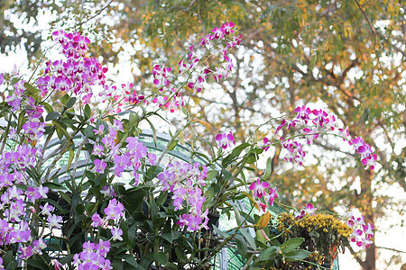 花园里的兰花花图片