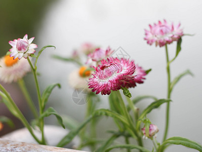 池边粉红色的草花黄色粉色花园花瓣紫色苞米稻草蜡菊墙纸橙子图片