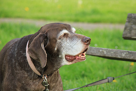 高级德国短头发指针女老年犬类短毛女性灰色医学棕色宠物背景图片