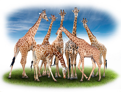 长颈鹿组天空野生动物阴影斑点绿色网状动物棕色白色荒野图片