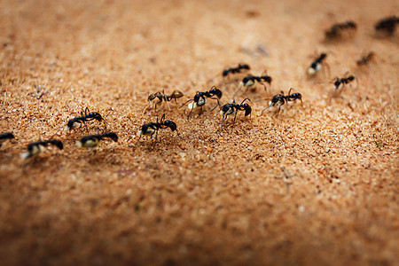成群的蚂蚁黄色组织水平金色家族黑色昆虫主题勘探动物图片