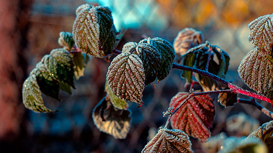 秋季霜冻磨砂冻结太阳植物叶子白色场地季节红色薄片图片