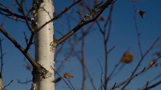 俄罗斯比基尔克森林场景季节乡村黑色树林木头草地阳光分支机构图片