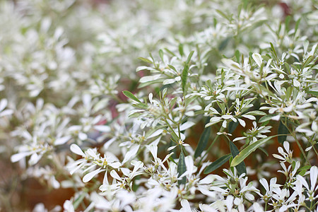 白色花蕾 Lostyd 喜悦的花朵图片