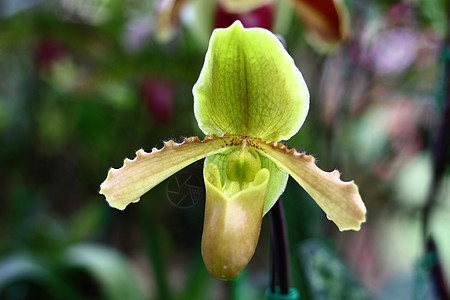 花兰花种异国花瓣粉色兰花白色情调绿色兜兰生态植物图片