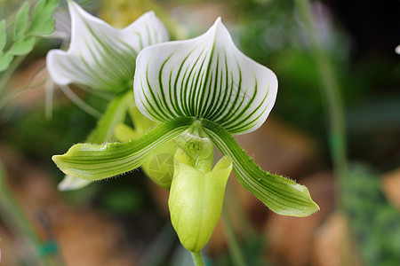 花兰花种兰花白色生态异国植物粉色条纹兜兰情调热带图片