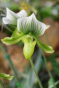 花兰花种异国粉色绿色兰花兜兰植物情调条纹热带白色图片