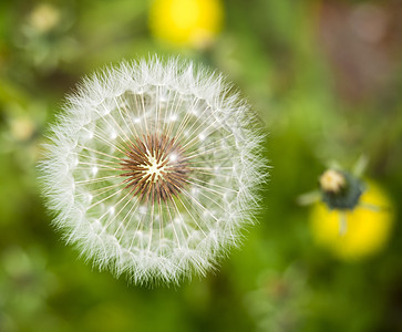 Dandelion 特写阳光生活花园场地植被花花公子杂草羽毛生态柔软度图片