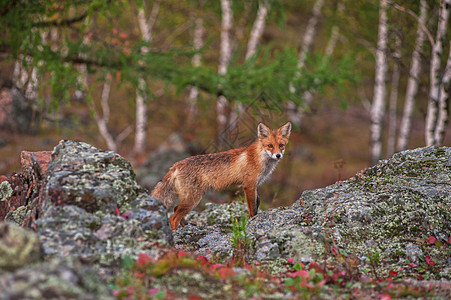 在泰加的红狐狸森林生物哺乳动物野生动物农村食肉捕食者女性荒野国家图片