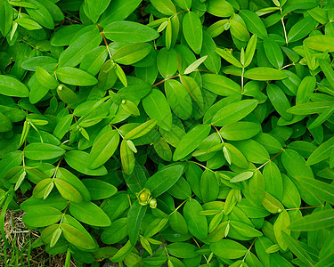 工厂植物绿色椭圆形树叶图片