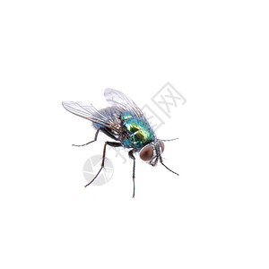 黑色背景的绿苍蝇漏洞宏观果蝇昆虫翅膀水果荒野工作室害虫动物图片