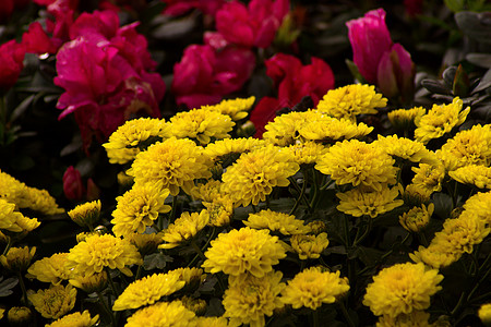 黄色的菊花花园季节金色生长雏菊绿色植物植物群植物学图片