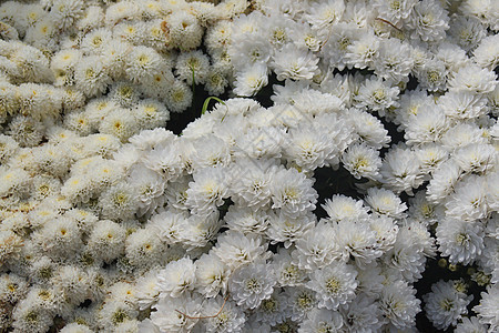 白晶菊花本底生长雏菊金色植物群绿色花园植物植物学季节背景图片