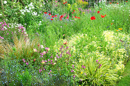 花边框植物植物学花朵树木园艺生长季节花瓣背景图片