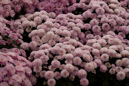 紫青菊花底底色雏菊植物植物群生长植物学花园菊花绿色季节金色背景图片