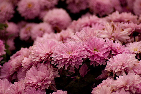 紫青菊花底底色金色季节生长菊花植物学花园植物群绿色雏菊植物图片