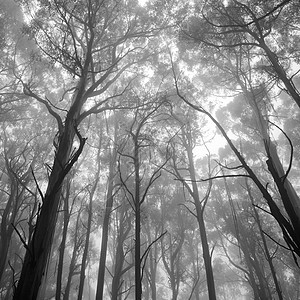 神秘森林衬套叶子远足树叶美丽木头林地植被树木荒野图片