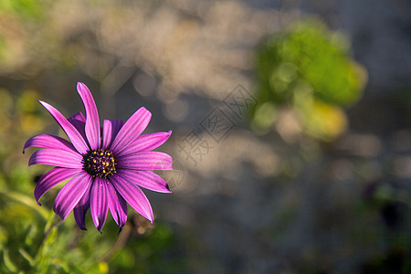 紫花花紫色植物宏观季节花园叶子阳光荒野花朵树叶图片