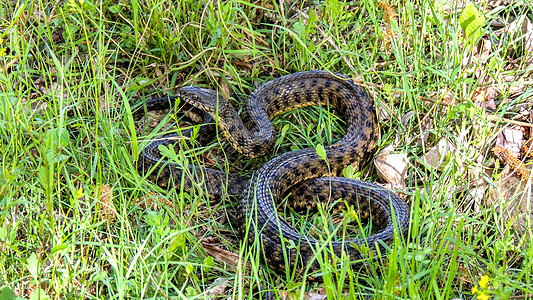 蛇自由图案蛇皮土地皮肤野生动物荒野捕食者危险图片