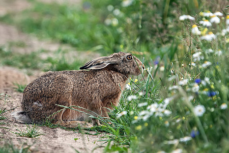在草丛中兔子荒野森林哺乳动物木头绿色野生动物动物图片
